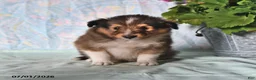 Shetland Sheepdog dogs for sale: Mickey - Ad 4