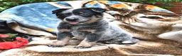Australian Cattle Dog dogs for sale: Happy - Ad 3