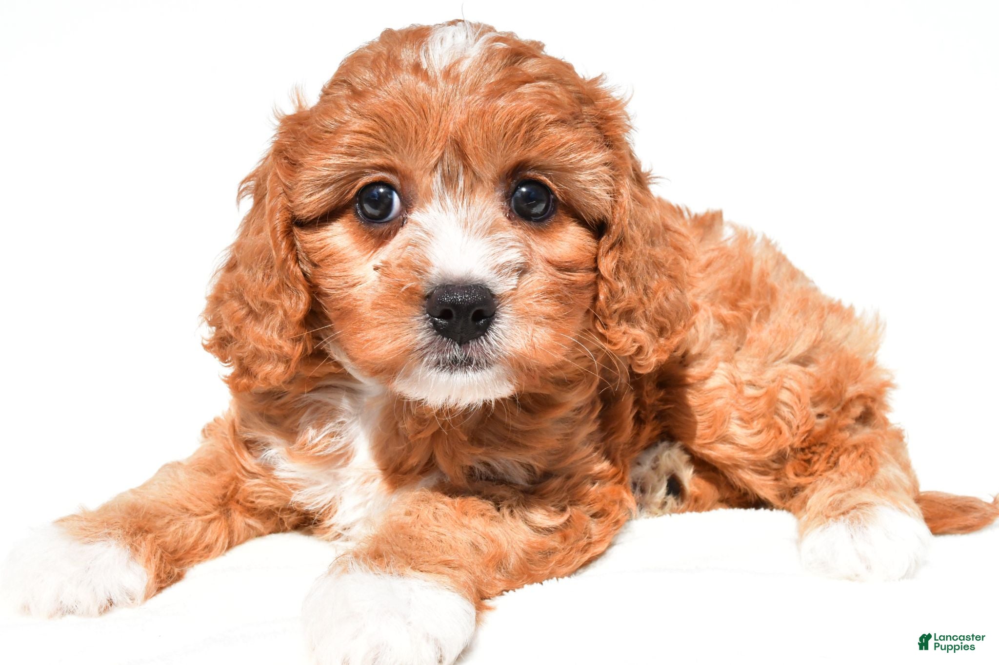 Cavapoo dogs Lilly - Ad 2
