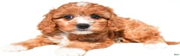 Cavapoo dogs for sale: Lilly - Ad 2
