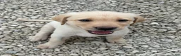 Labrador Retriever dogs for sale: Labrador Retriever Puppy 2 - Ad 11