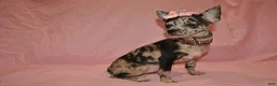 Chihuahua dogs for sale: Lady - Ad 2