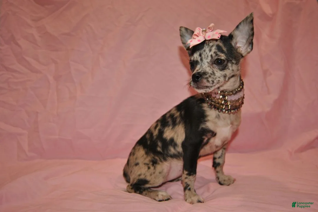 Chihuahua dogs for sale: Lady - Ad 2