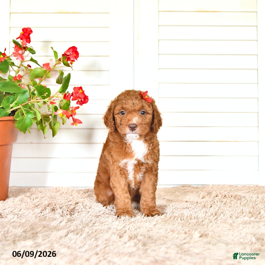 Mini Goldendoodle dogs Eva - Ad 2