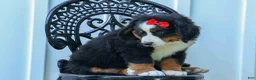 Bernese Mountain Dog dogs for sale: SPIKE - Ad 11
