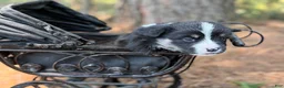 Mixed Breed dogs for sale: Black Full tail - Ad 9