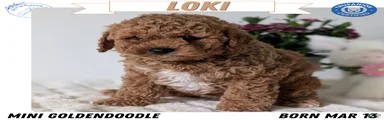 Loki 
