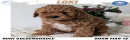 Mini Goldendoodle dogs for sale: Loki  - Ad 1