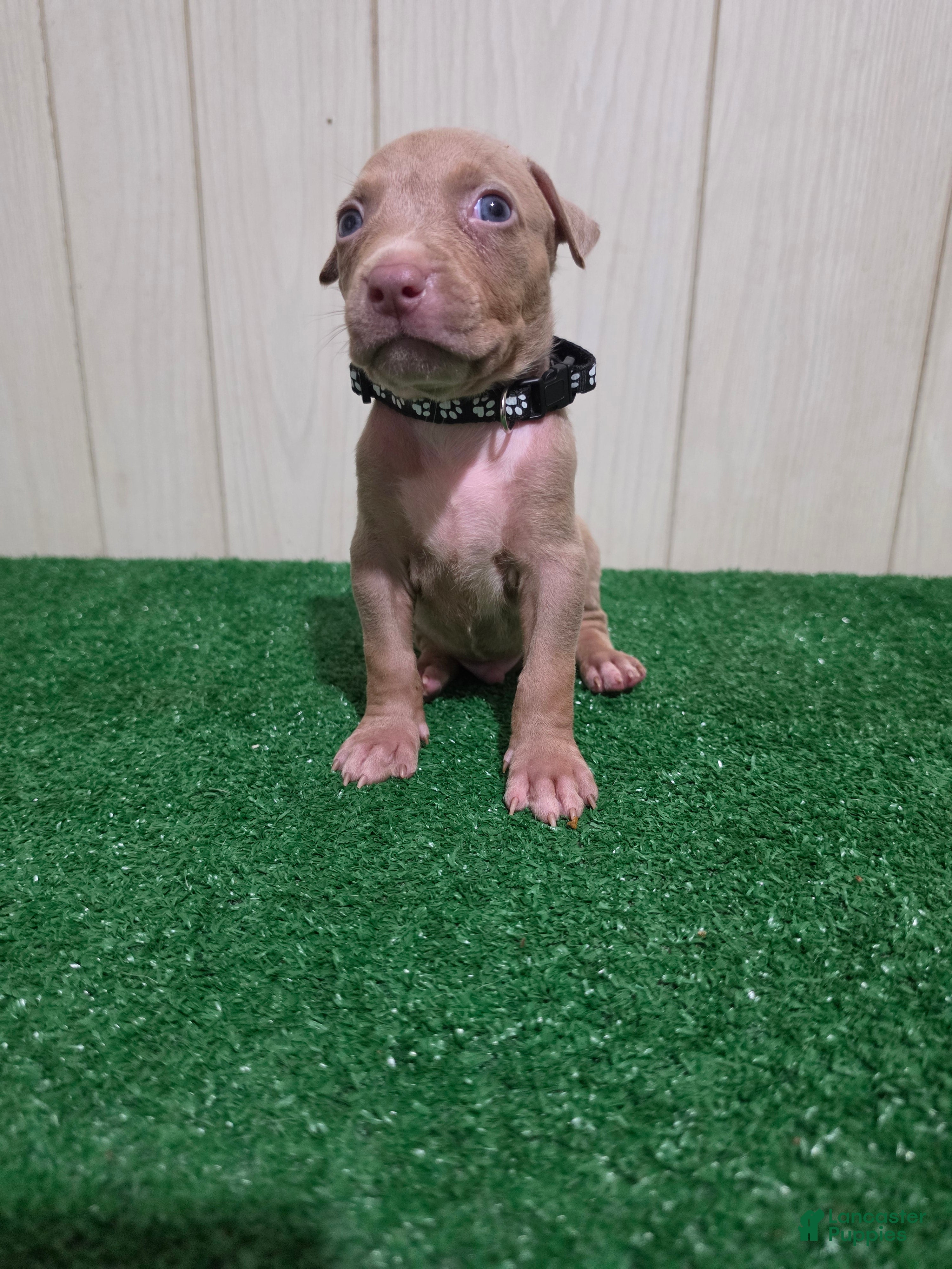 American Bully dogs American Bully XL Puppy 5 (Black Collar) - Ad 7