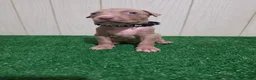 American Bully dogs for sale: American Bully XL Puppy 5 (Black Collar) - Ad 1