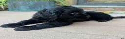 Mixed Breed dogs for sale: 1 Serena - Ad 6