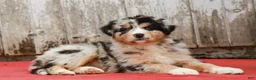 Australian Shepherd dogs for sale: Jimmy - Ad 5