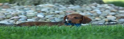 Miniature Dachshund dogs for sale: Hunter 💙🐾 - Ad 15