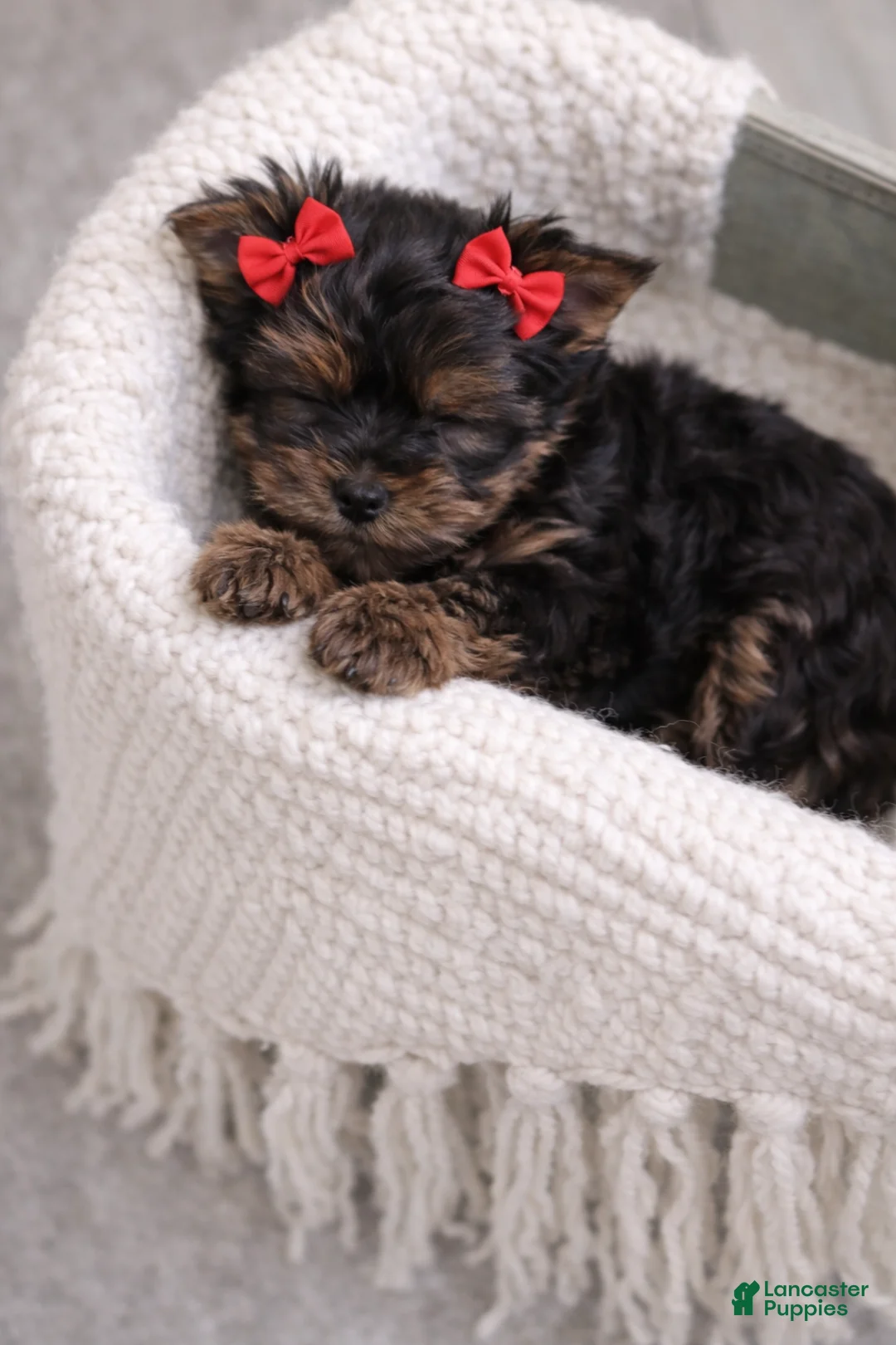 Yorkshire Terrier dogs for sale: Ivy - Ad 2