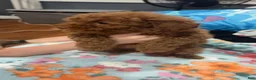 Toy Poodle dogs for sale: Toy Poodle Puppy 1 - Ad 2