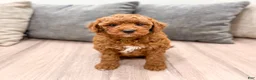 Mini Goldendoodle dogs for sale: Angel - Ad 3
