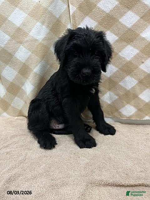 Giant Schnauzer dogs Buster - Ad 1