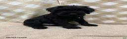 Giant Schnauzer dogs for sale: Buster - Ad 1