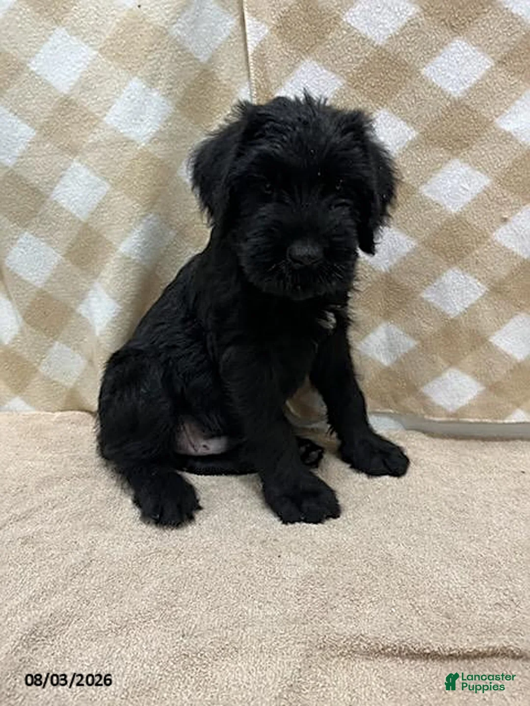 Giant Schnauzer dogs for sale: Buster - Ad 1