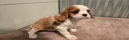 Cavalier King Charles Spaniel dogs for sale: Devon - Ad 10