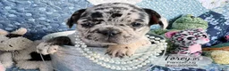 French Bulldog dogs for sale: Torey - Ad 1