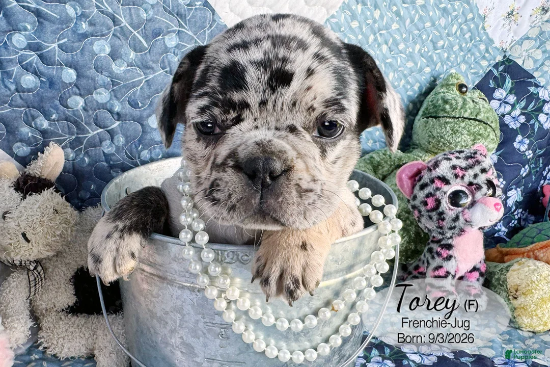French Bulldog dogs for sale: Torey - Ad 1