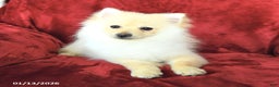 Pomeranian dogs for sale: Pickles - Ad 2