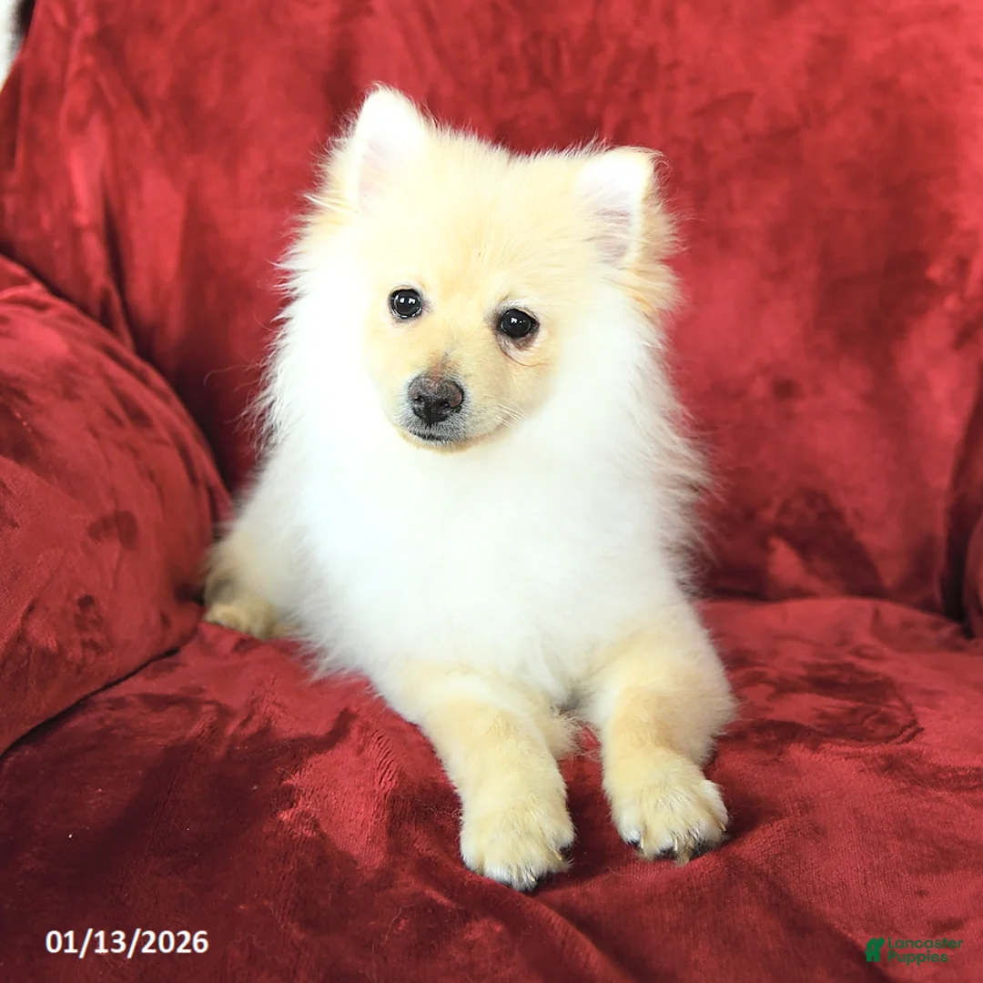Pomeranian dogs for sale: Pickles - Ad 2