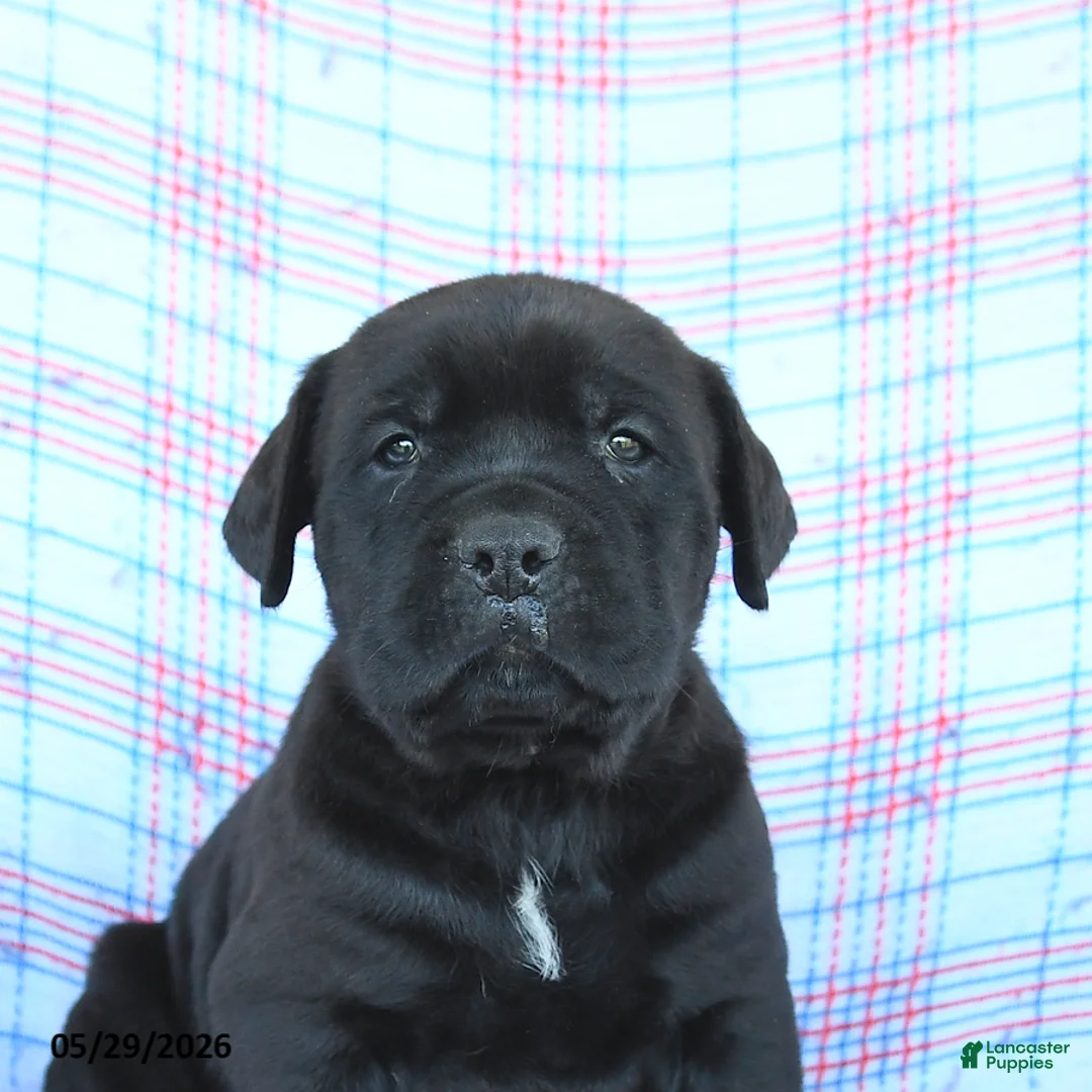 Cane Corso dogs for sale: Sam - Ad 5