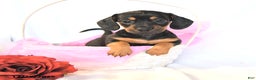 Miniature Dachshund dogs for sale: Dolly - Ad 2