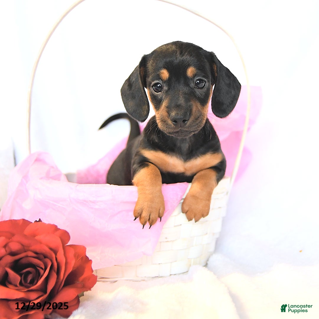 Miniature Dachshund dogs for sale: Dolly - Ad 2