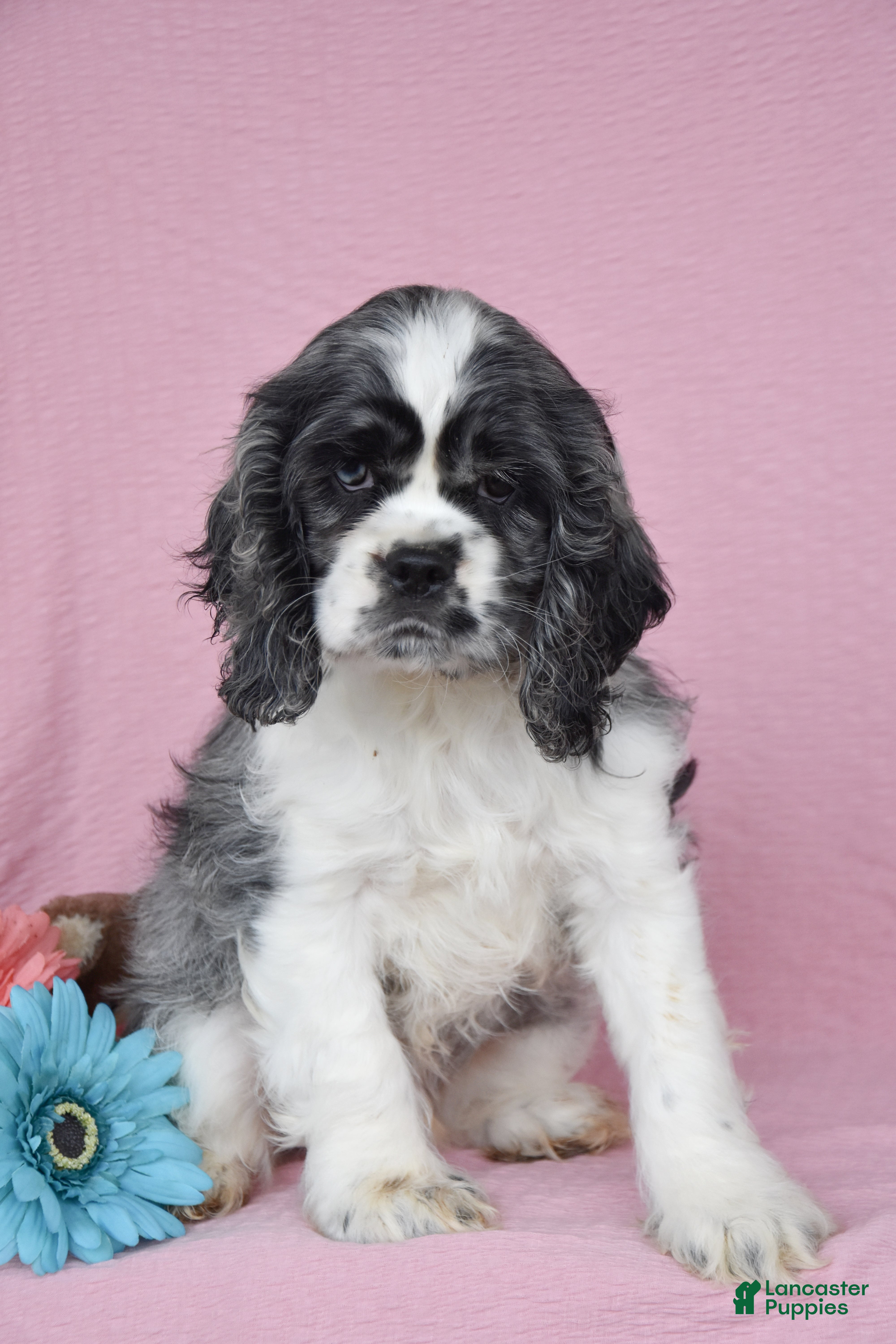 English Cocker Spaniel dogs Leslie - Ad 1