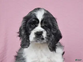 Cocker Spaniel dogs for sale: Leslie - Ad 1