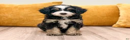 Mini Bernedoodle dogs for sale: Clover - Ad 7