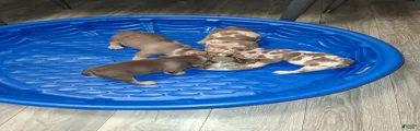 American Bully Puppy 3