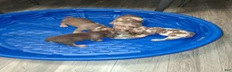 American Bully dogs for sale: American Bully Puppy 3 - Ad 1