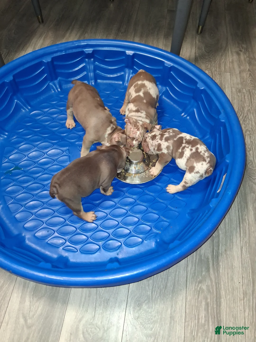 American Bully dogs for sale: American Bully Puppy 3 - Ad 1