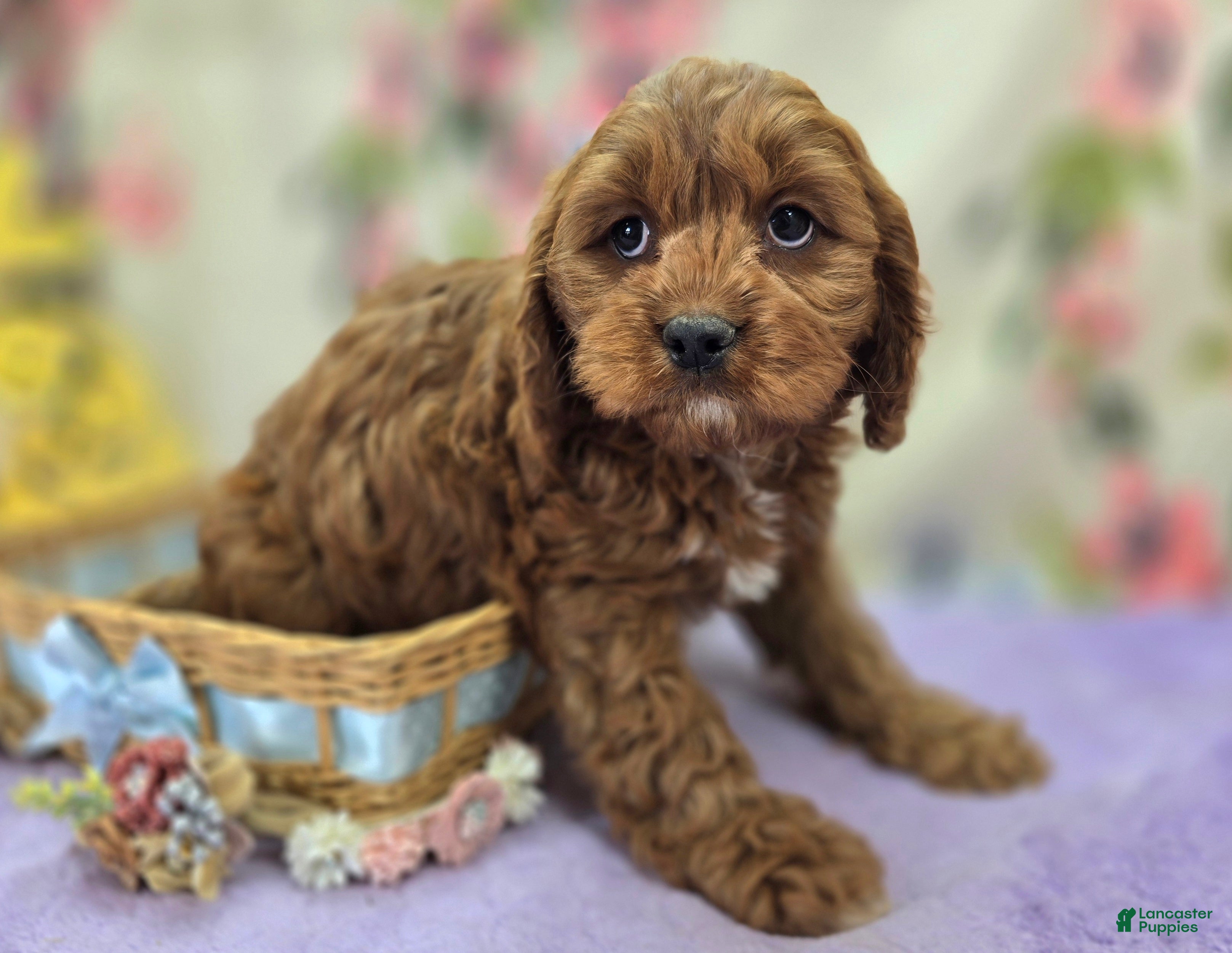 Cavapoo dogs Denali - Ad 10