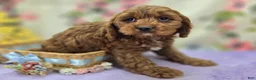 Cavapoo dogs for sale: Denali - Ad 6