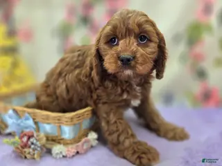 Cavapoo dogs Denali - Ad 8
