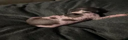 Xoloitzcuintle dogs for sale: Matcha - Ad 12