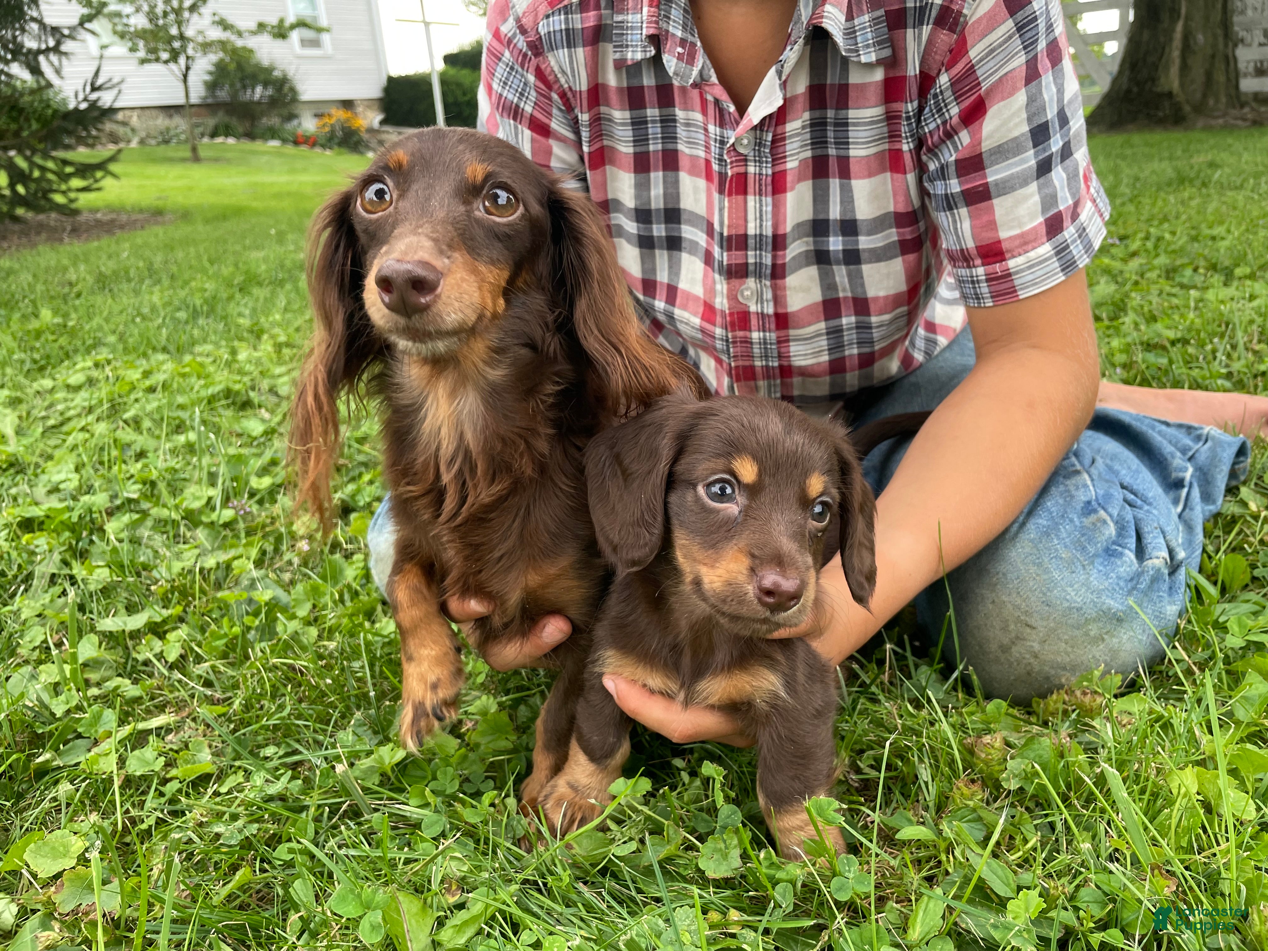 Miniature Dachshund dogs Connie - Ad 2