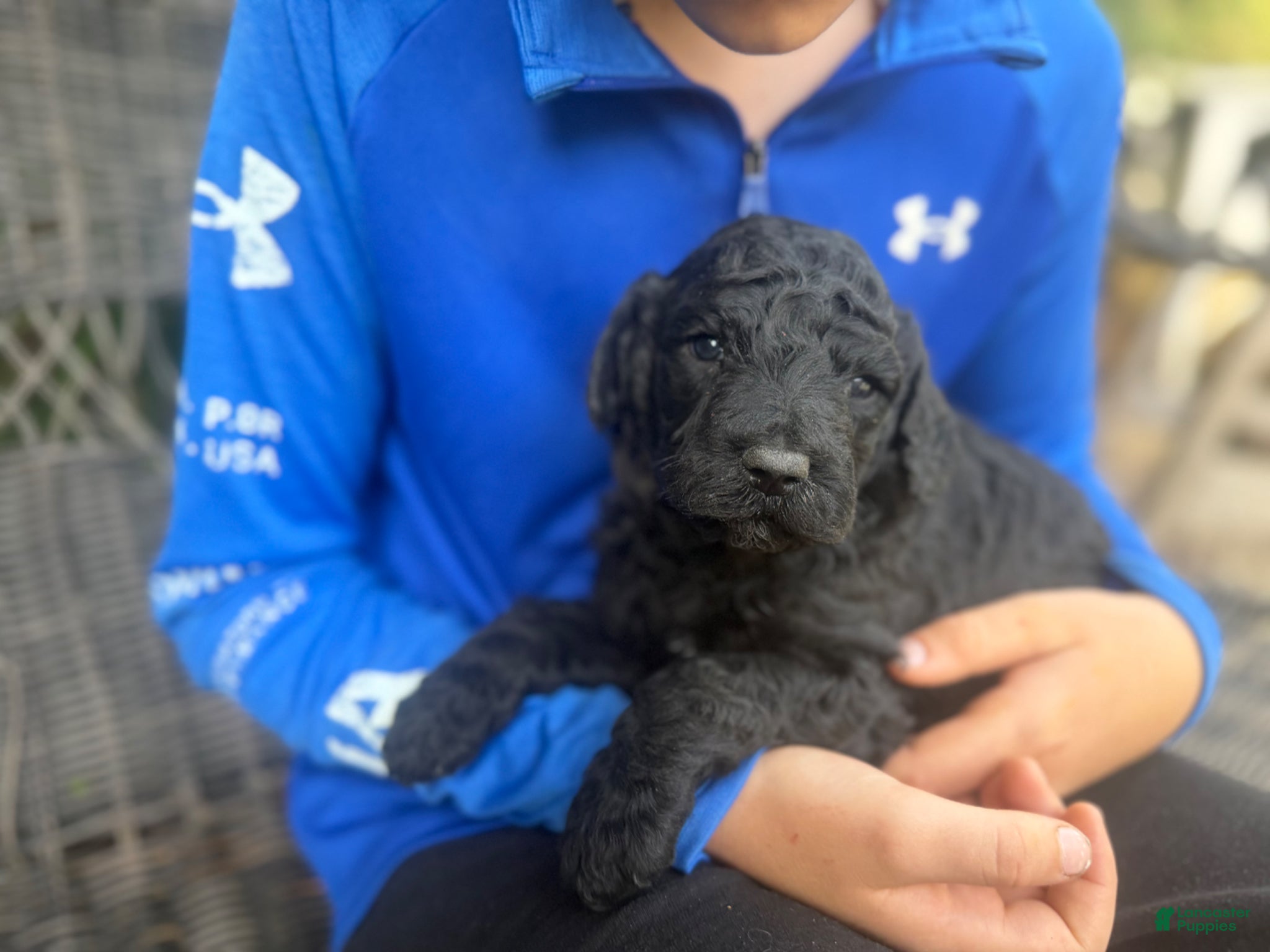 Goldendoodle dogs F2b Goldendoodle Puppy 3 - Ad 15