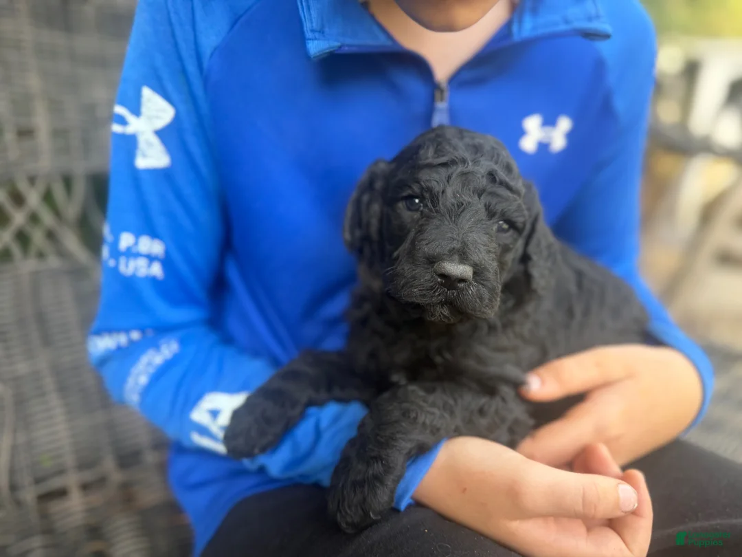 Goldendoodle dogs for sale: F2b Goldendoodle Puppy 3 - Ad 1
