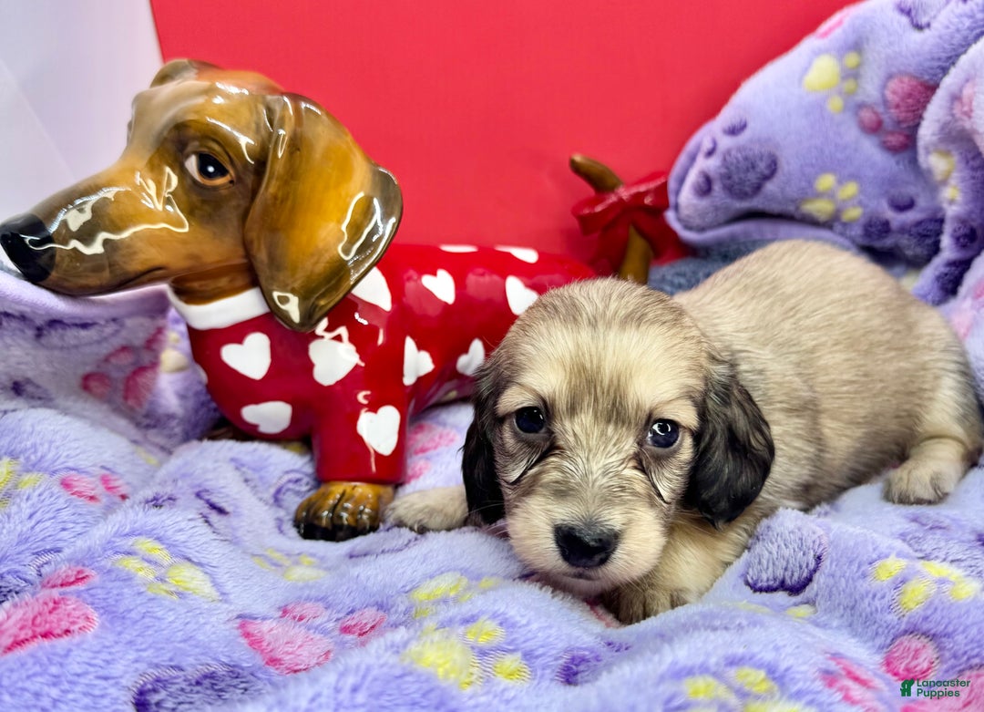 Miniature Dachshund dogs for sale: Cream - Ad 2
