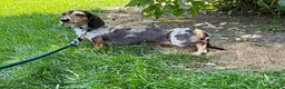 Dachshund dogs for sale: Sophie - Ad 4