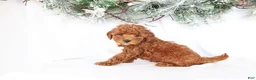 Miniature Poodle dogs for sale: Pearl - Ad 6