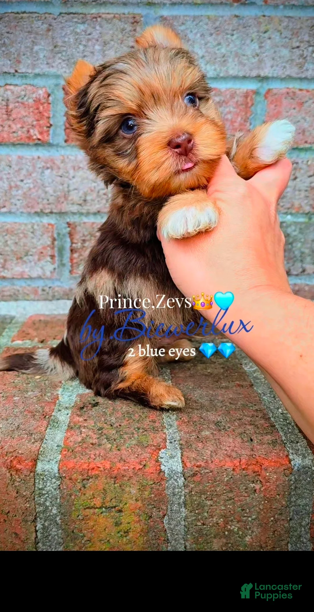 Yorkshire Terrier dogs for sale: Prince Zevs of Biewerlux  - Ad 1
