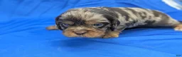 Cavalier King Charles Spaniel dogs for sale: Chocolate tri merle dark - Ad 6