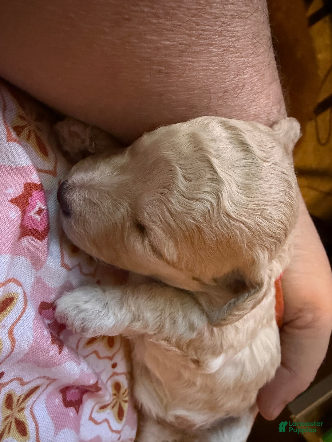 Miniature Poodle dogs for sale: AKC Miniature Poodle Apricot Female - Ad 4